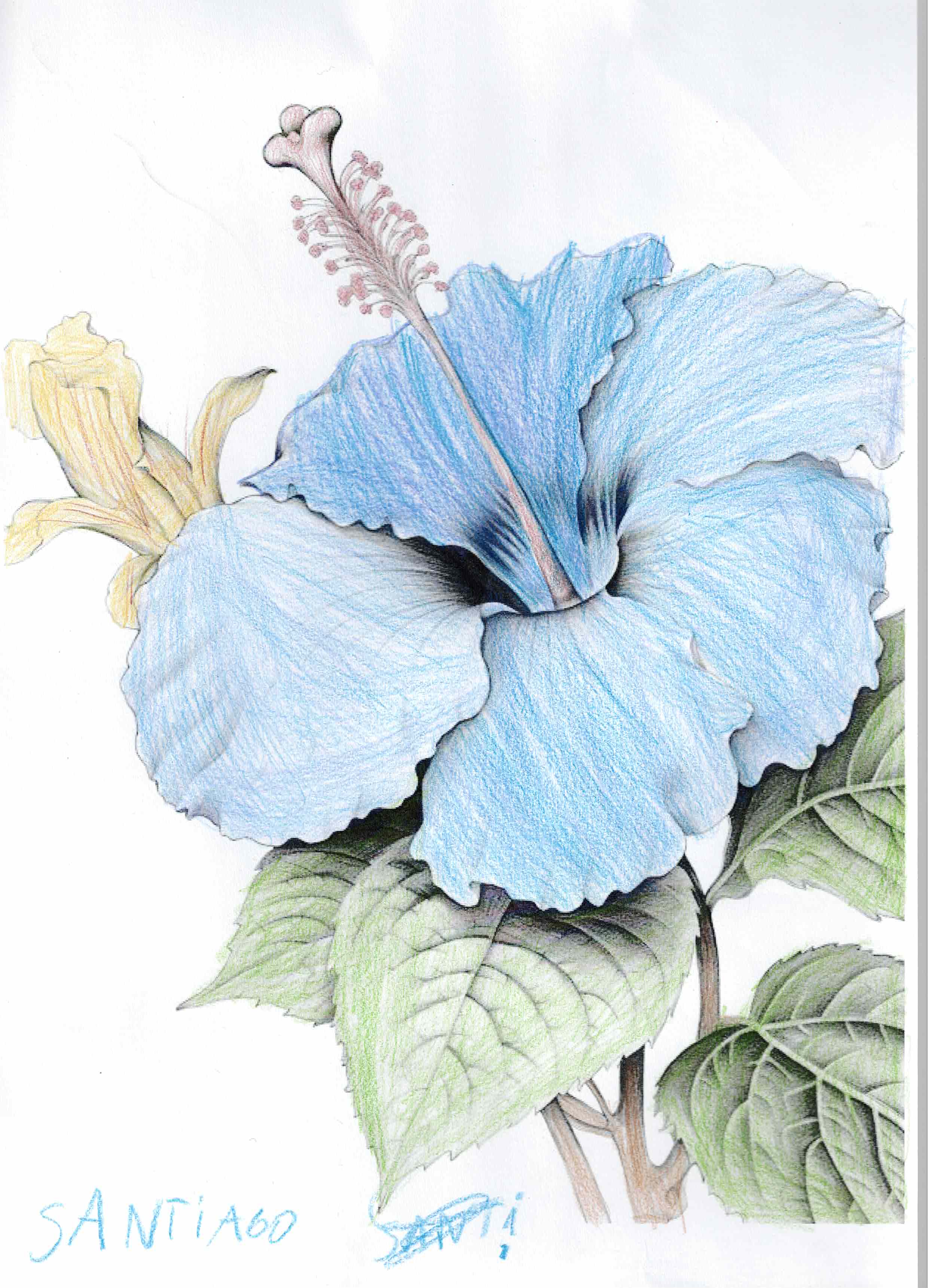 Artwork by Santiago Senti